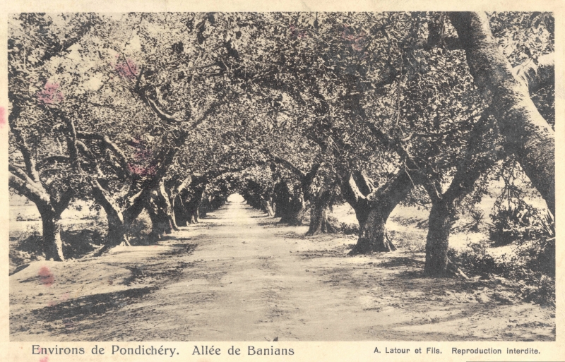 12-17 - Environs de Pondichery - allee de banians